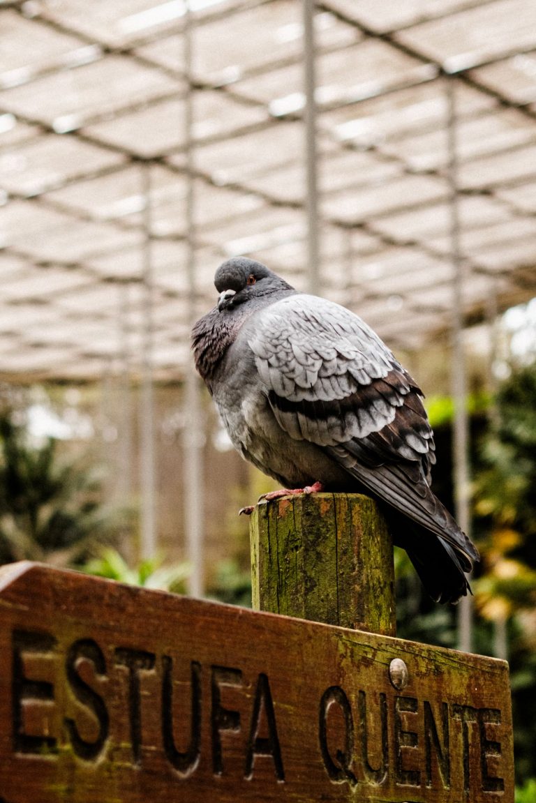 Pigeon resting on a wooden sign in a botanical garden.